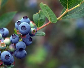 Sweet Science: How Blueberries Could Soothe Your Baby’s Gut and Combat Allergies