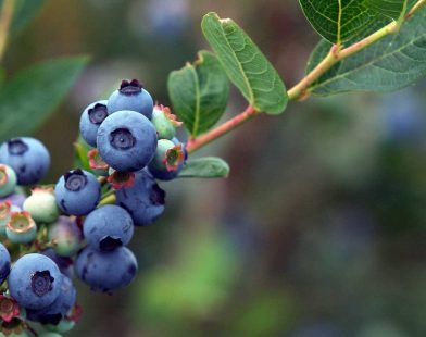 Sweet Science: How Blueberries Could Soothe Your Baby’s Gut and Combat Allergies