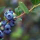 Sweet Science: How Blueberries Could Soothe Your Baby’s Gut and Combat Allergies