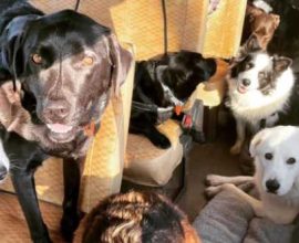 Transforming Lives: How Dogs on a Bus are Paving the Way for Dream Jobs for People with Disabilities