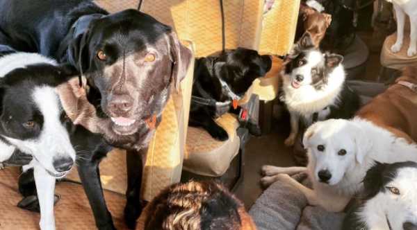 Transforming Lives: How Dogs on a Bus are Paving the Way for Dream Jobs for People with Disabilities