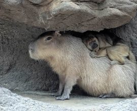 Unexpected Bonds: Heartwarming Moments of Unlikely Animal Friends Snuggling at the Denver Zoo Captivate the Internet