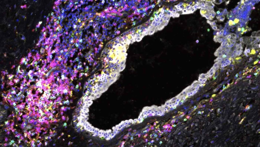 Unlocking Healing: How Electrical Stimulation Can Rewire Your Immune System for Faster Recovery