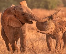 Unveiling Joy: Heartwarming Images of the World’s Most Blissful Elephant Herd