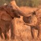 Unveiling Joy: Heartwarming Images of the World’s Most Blissful Elephant Herd