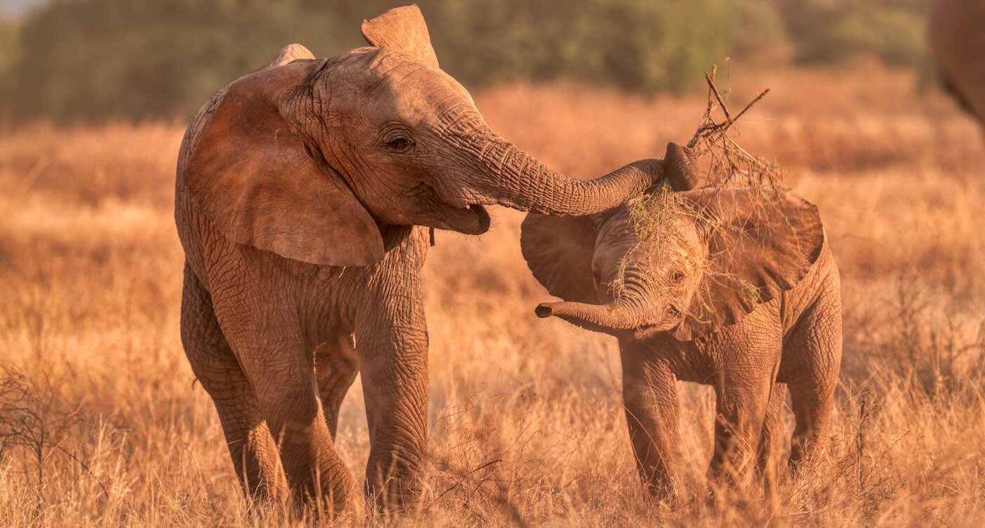Happy elephants in Kenya