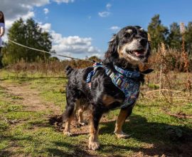 From Rescue to Righteousness: How a Stray Dog Transformed into a Canine Detective, Unraveling Lost Tales of Hope