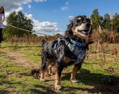 From Rescue to Righteousness: How a Stray Dog Transformed into a Canine Detective, Unraveling Lost Tales of Hope