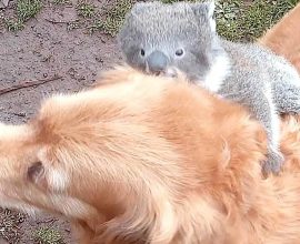 Heartwarming Surprise: Man Discovers His Dog's Unlikely Friendship as It Gives a Baby Koala a Piggyback Ride!
