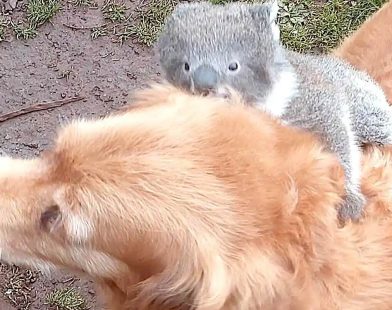 Heartwarming Surprise: Man Discovers His Dog's Unlikely Friendship as It Gives a Baby Koala a Piggyback Ride!