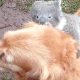 Heartwarming Surprise: Man Discovers His Dog's Unlikely Friendship as It Gives a Baby Koala a Piggyback Ride!