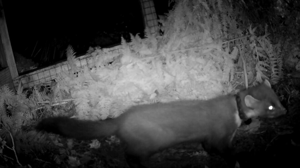 Pine Martens in Exmoor National Park