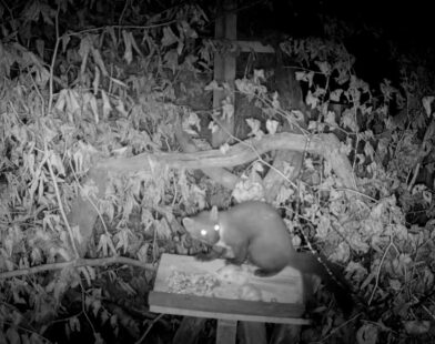 Reviving Nature’s Spirit: Pine Martens Return to Exmoor After a Century of Silence