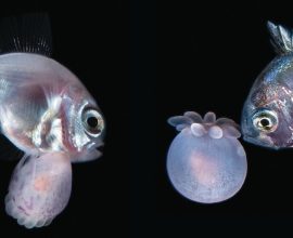 Under the Moonlit Waves: Unveiling the Hidden Bonds Between Fish and Anemones in the Depths of Night