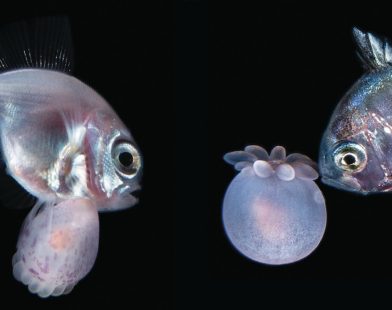 Under the Moonlit Waves: Unveiling the Hidden Bonds Between Fish and Anemones in the Depths of Night