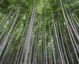 Bamboo Breakthrough: The Revolutionary Biodegradable Plastic That Combines Strength and Sustainability