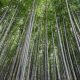 Bamboo Breakthrough: The Revolutionary Biodegradable Plastic That Combines Strength and Sustainability