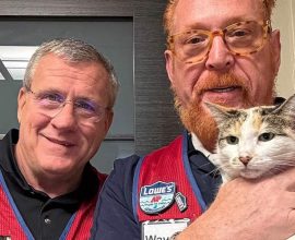 Heartwarming Reunion: Beloved Lowe's Store Cat Discovered Safe in Neighboring State After a Trail of Clues Unfolds