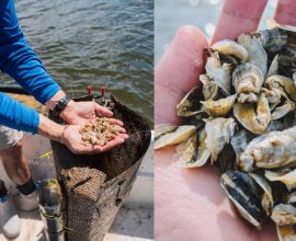 From Swamp to Sophistication: Everglades Farm's Journey to Reignite Florida’s Oyster Renaissance for Michelin-Starred Tables
