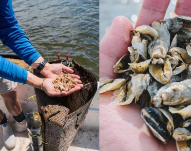 From Swamp to Sophistication: Everglades Farm's Journey to Reignite Florida’s Oyster Renaissance for Michelin-Starred Tables
