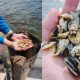 From Swamp to Sophistication: Everglades Farm's Journey to Reignite Florida’s Oyster Renaissance for Michelin-Starred Tables
