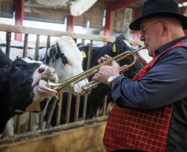 Farmers Harmonize with Nature: Jazz Band Serenades Cows to Boost Milk Production – A Heartwarming Listen!