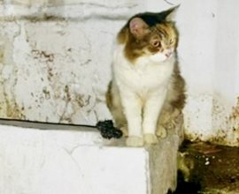 From Desolation to Hope: Woman's Heartfelt Mission to Rescue Cat Trapped in Abandoned Bathroom for Two Years