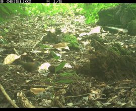 Hope Takes Flight: The Inspiring Comeback of Palau's Endangered Ground Doves