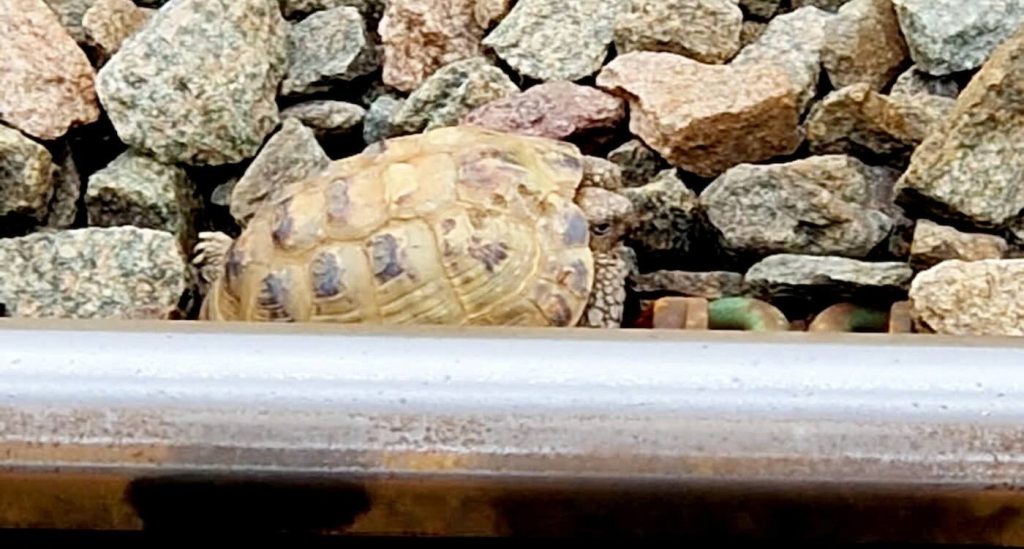 Against All Odds: Brave Railway Staff Rescue Wandering Tortoise from Danger After Passenger's Heartfelt Spotting