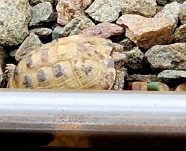 Against All Odds: Brave Railway Staff Rescue Wandering Tortoise from Danger After Passenger's Heartfelt Spotting