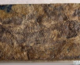 Ancient Fish Fossil Unveils Secrets of Evolution: A Stunning Link Between Catfish and Carp