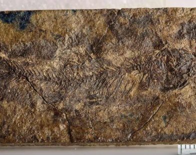 Ancient Fish Fossil Unveils Secrets of Evolution: A Stunning Link Between Catfish and Carp