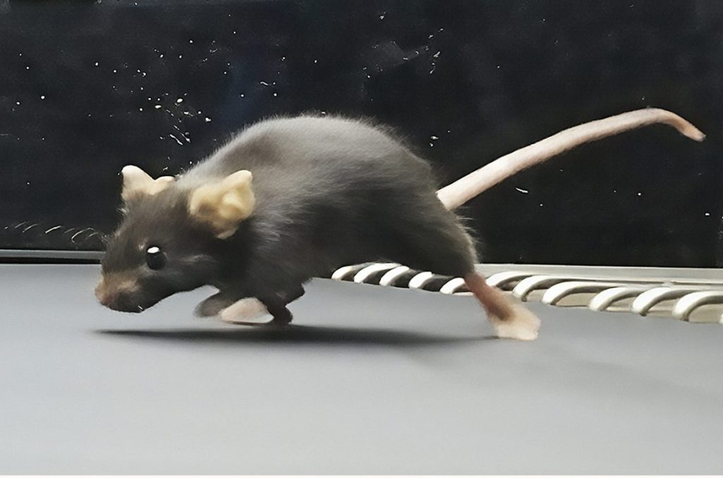 Beyond Genes: How Fit Mice Inspire a Legacy of Strength in Their Sons