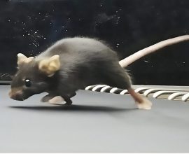 Beyond Genes: How Fit Mice Inspire a Legacy of Strength in Their Sons
