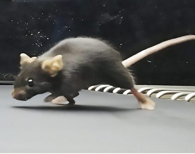 Beyond Genes: How Fit Mice Inspire a Legacy of Strength in Their Sons