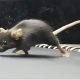 Beyond Genes: How Fit Mice Inspire a Legacy of Strength in Their Sons