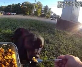 Compassion on Duty: Officer Spends Heartwarming Two Hours Comforting Injured Dog, Sharing His Lunch with a Friend in Need