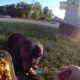 Compassion on Duty: Officer Spends Heartwarming Two Hours Comforting Injured Dog, Sharing His Lunch with a Friend in Need
