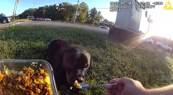 Compassion on Duty: Officer Spends Heartwarming Two Hours Comforting Injured Dog, Sharing His Lunch with a Friend in Need
