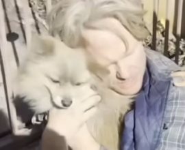 From Viral Sensation to Lifesaving Law: How One Dog Video is Revolutionizing Pet Emergency Care