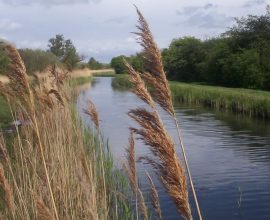 From Wasps to Wonders: The UK’s First Nature Reserve Celebrates a Milestone 10,000 Species, Thanks to a Tiny Moth