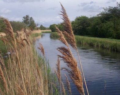 From Wasps to Wonders: The UK’s First Nature Reserve Celebrates a Milestone 10,000 Species, Thanks to a Tiny Moth