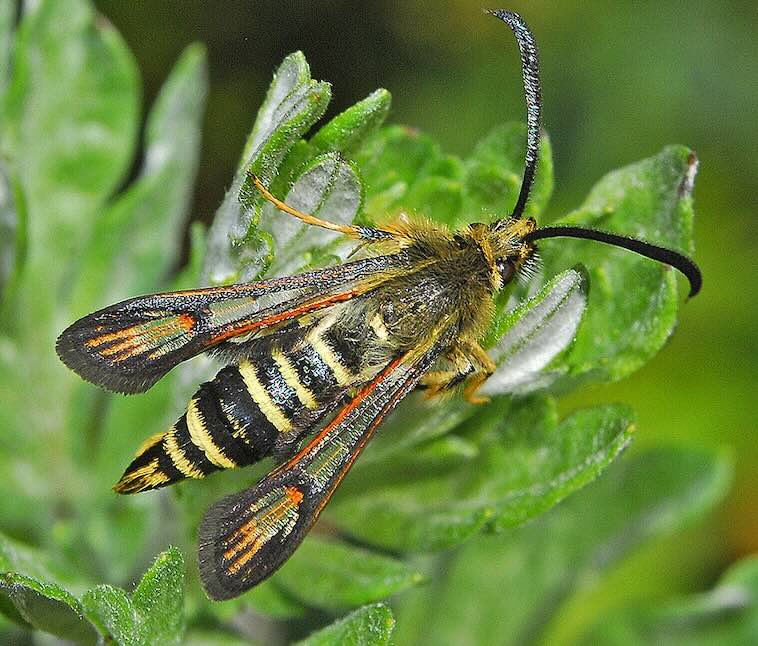 Six-belted clearwing moth
