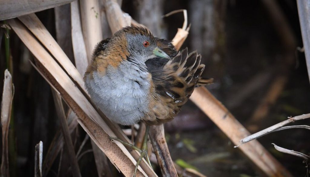 From Waste to Wonder: Melbourne's Sewage Farm Transforms into a Sanctuary for 300 Bird Species