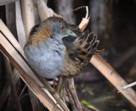 From Waste to Wonder: Melbourne's Sewage Farm Transforms into a Sanctuary for 300 Bird Species