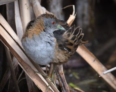 From Waste to Wonder: Melbourne's Sewage Farm Transforms into a Sanctuary for 300 Bird Species