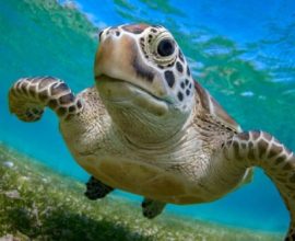 From the Brink to the Beach: Green Sea Turtles Defy the Odds and Rise from Endangerment!