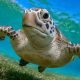 From the Brink to the Beach: Green Sea Turtles Defy the Odds and Rise from Endangerment!