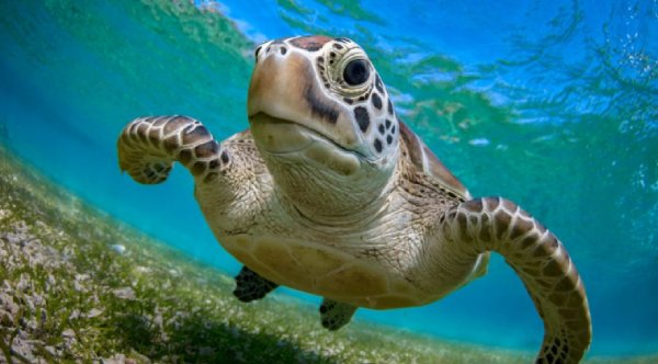 From the Brink to the Beach: Green Sea Turtles Defy the Odds and Rise from Endangerment!