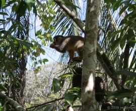 Guardians of the Green: A Rainforest Nation Unveils Historic Protections for 25 Million Acres of Life